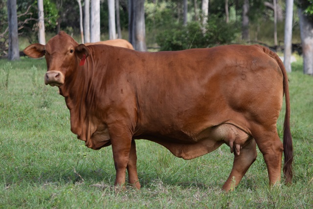 Bryvonlea Princess Annabell